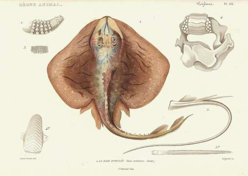 Image of Painted ray or Undulate ray