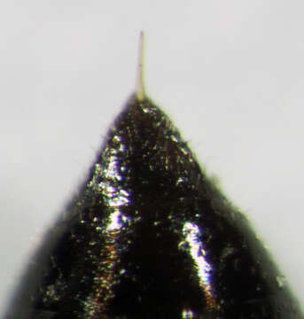 Image of Spilomena elegantula R. Turner 1916