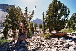 Image of Great Basin bristlecone pine