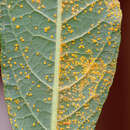 Слика од Puccinia veronicae (Schumach.) G. Winter 1881