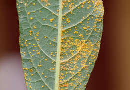 Слика од Puccinia veronicae (Schumach.) G. Winter 1881