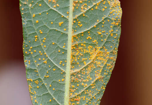 Image of Puccinia veronicae (Schumach.) G. Winter 1881