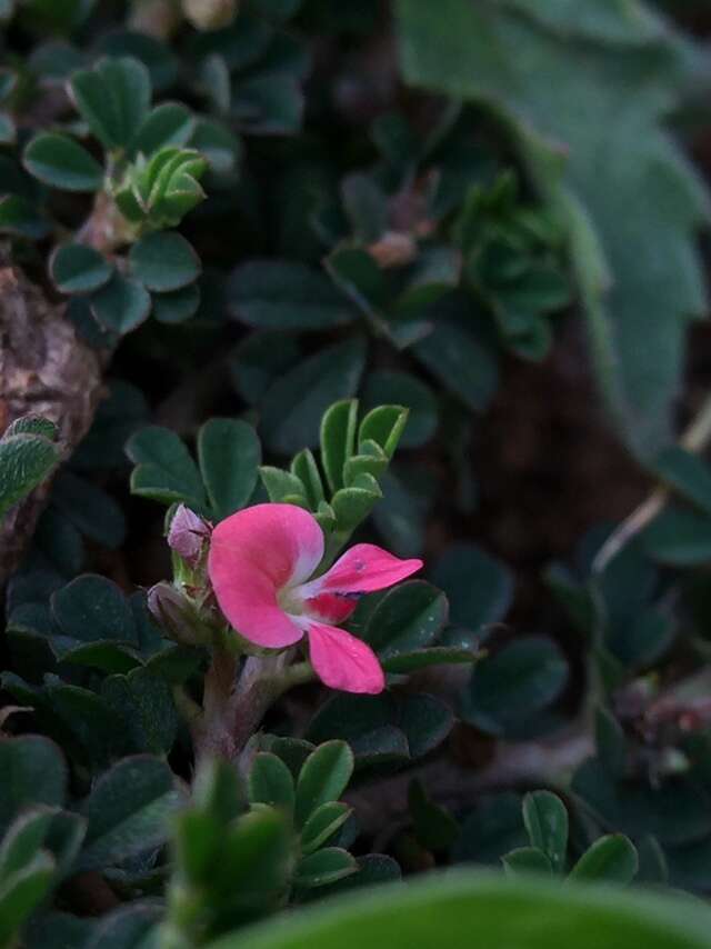 Plancia ëd Indigofera linnaei Ali