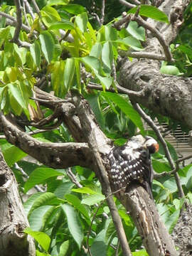 Image of Syrian Woodpecker