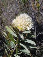 Image of Protea inopina J. P. Rourke