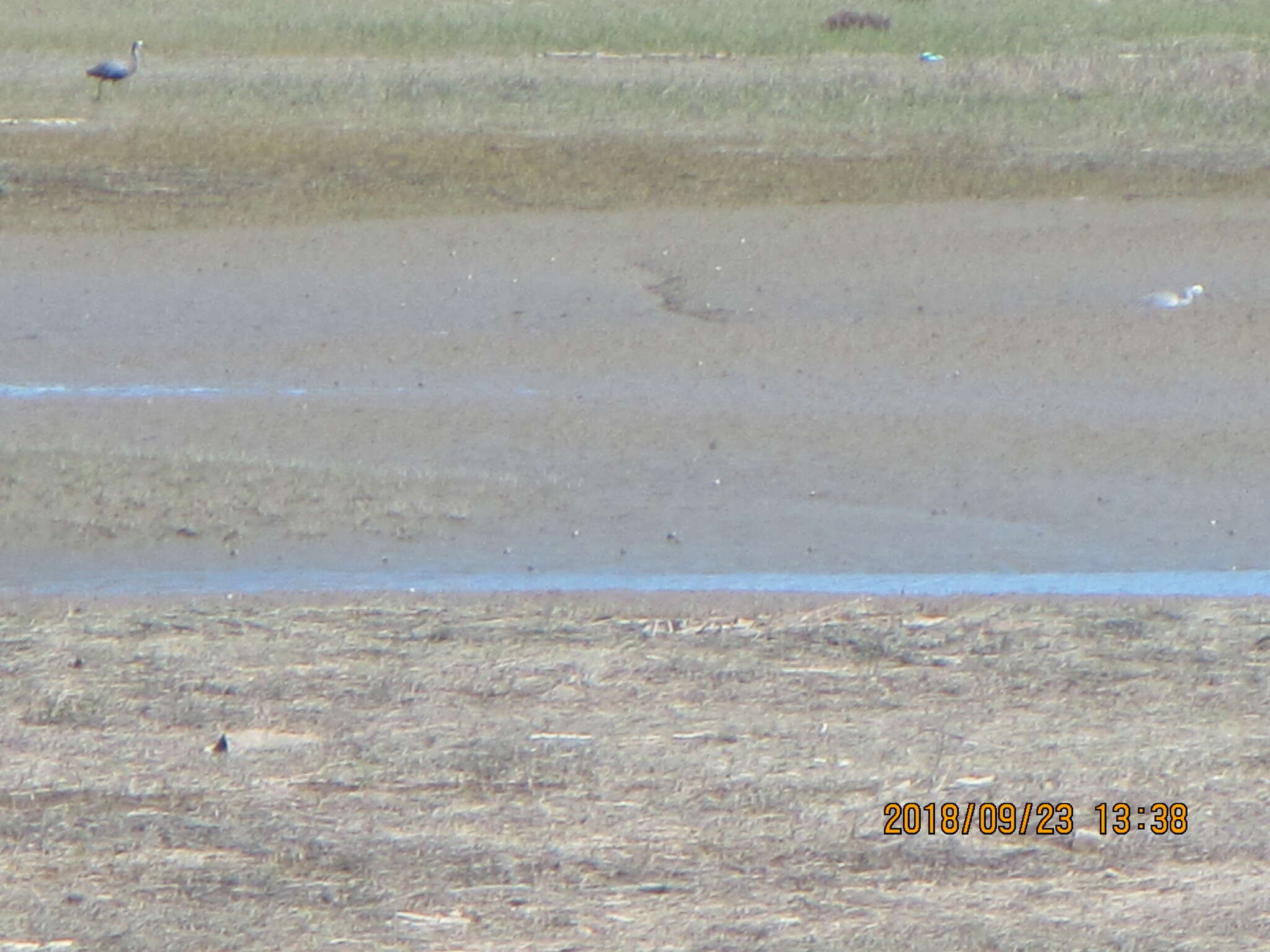 Image of Egretta novaehollandiae novaehollandiae