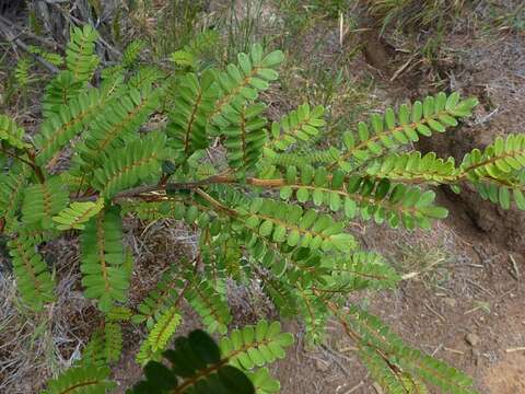 Image of Sophora denudata Bory