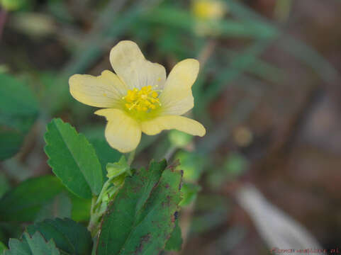 Imagem de Sida rhombifolia L.