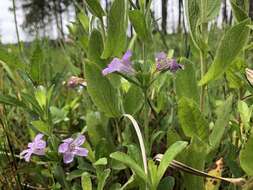 صورة Dyschoriste oblongifolia (Michx.) Kuntze