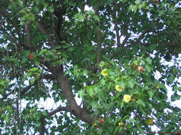 Image of Portia tree