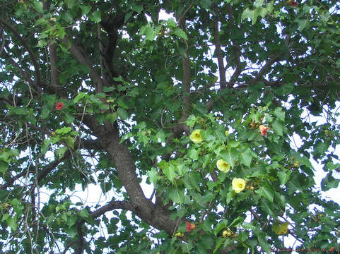 Image of Portia tree