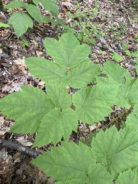 Image of Appalachian False Goat's-Beard