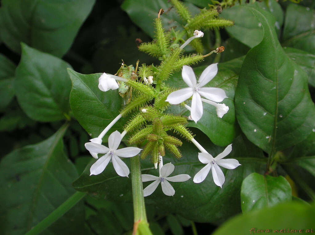 Image of wild leadwort