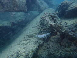 Image of Whitesided boxfish