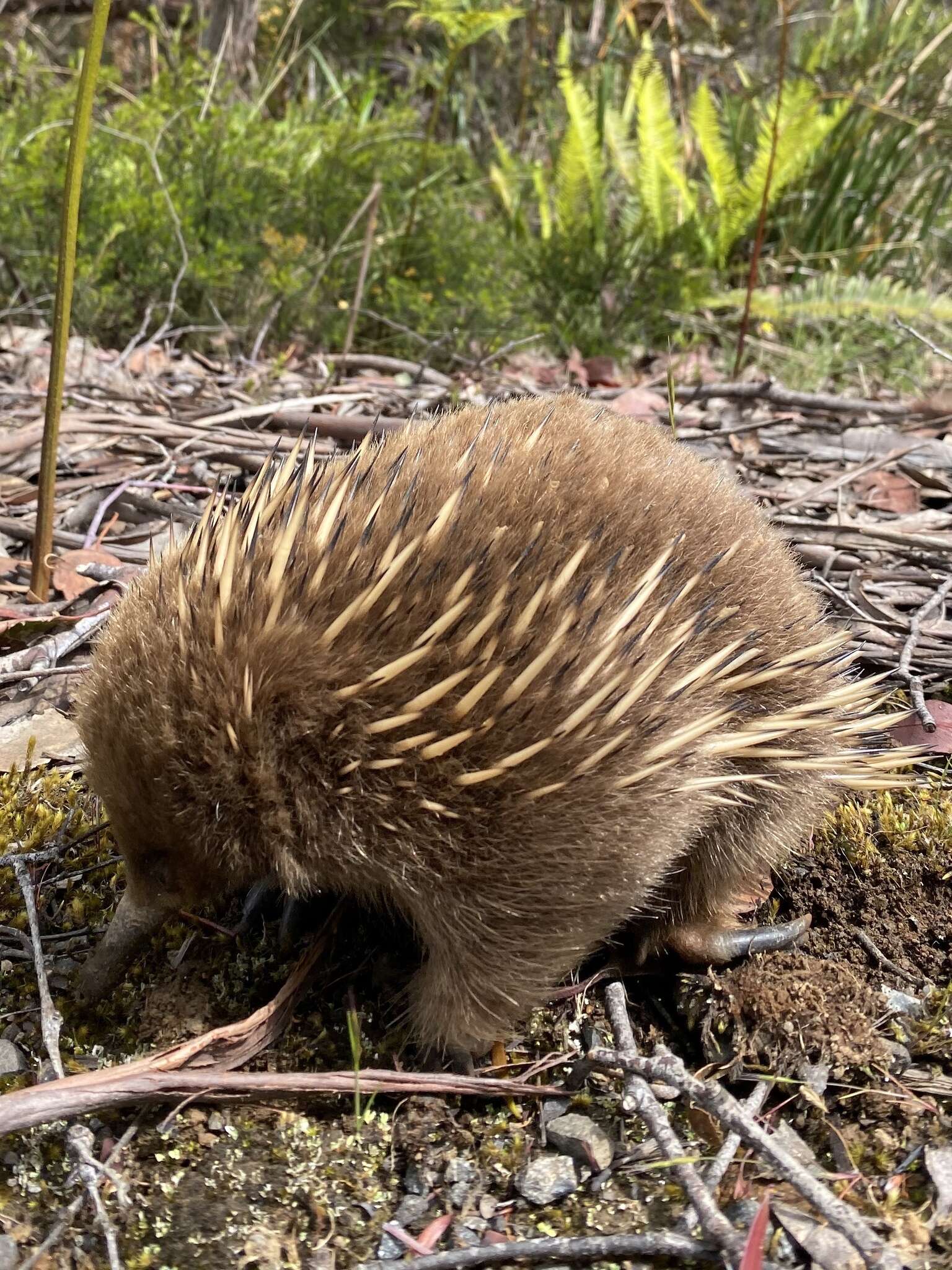 Image of Tasmanian Echidna