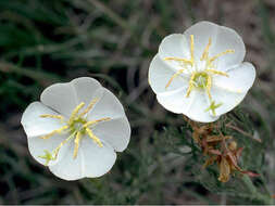 Image of crownleaf evening primrose