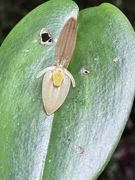 Image of Pleurothallis homalantha Schltr.