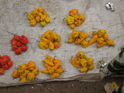 Image of Capsicum chinense