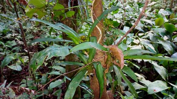 Image of Nidularium burchellii (Baker) Mez