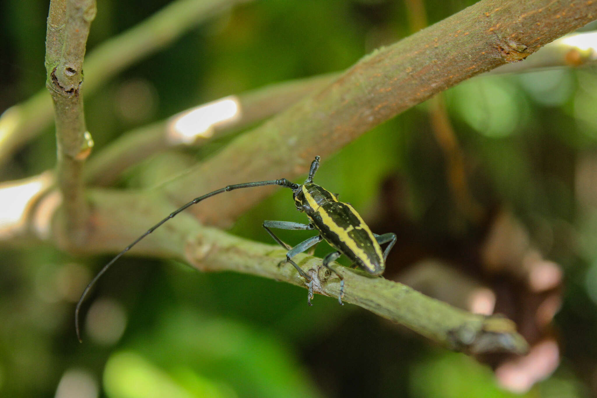 Image of Epepeotes ambigenus (Chevrolat 1841)