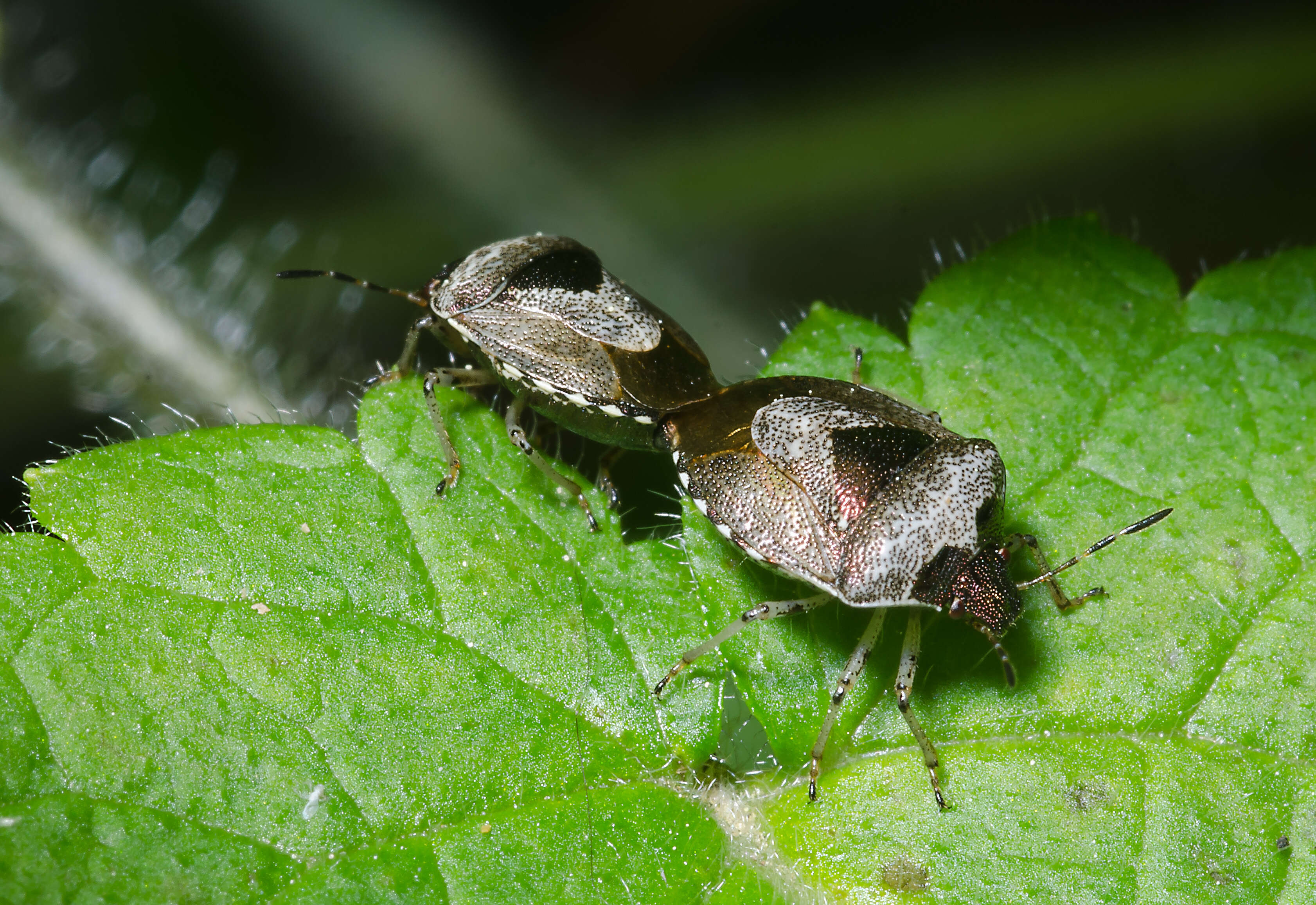 Image of <i>Eysarcoris venustissimus</i>