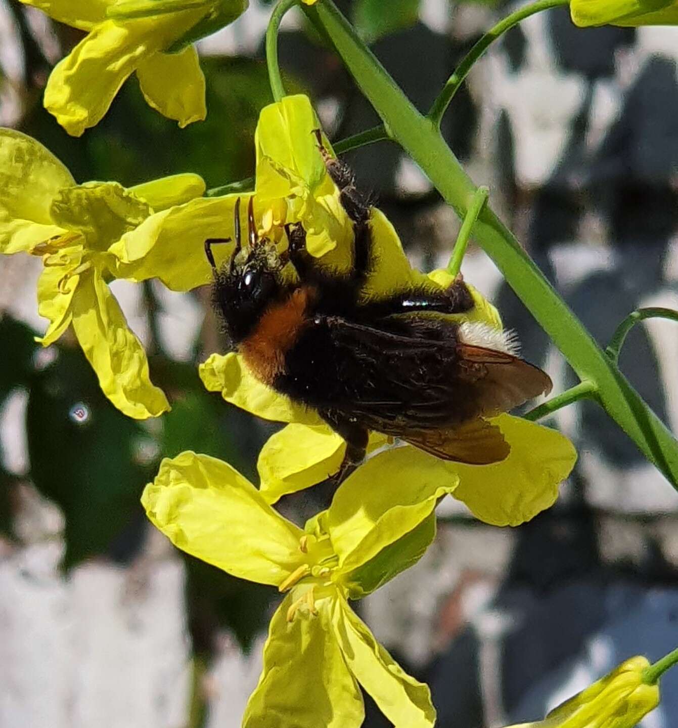 Image of Vestal cuckoo bee