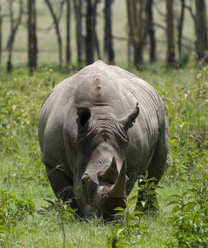 Image of Ceratotherium simum simum