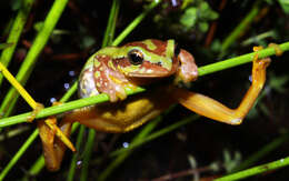 Image of Variable Reed Frog