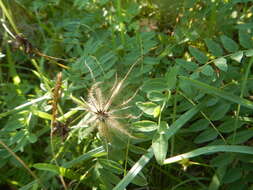 Imagem de Pulsatilla ajanensis Regel & Tiling