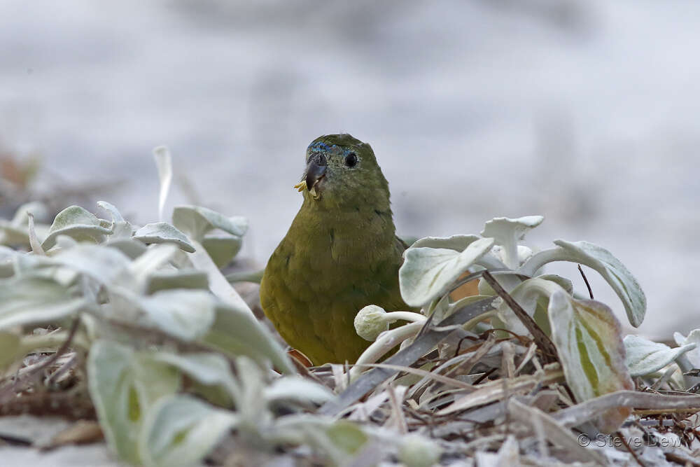 Image of Rock Parrot