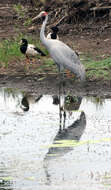 Image of magpie-goose