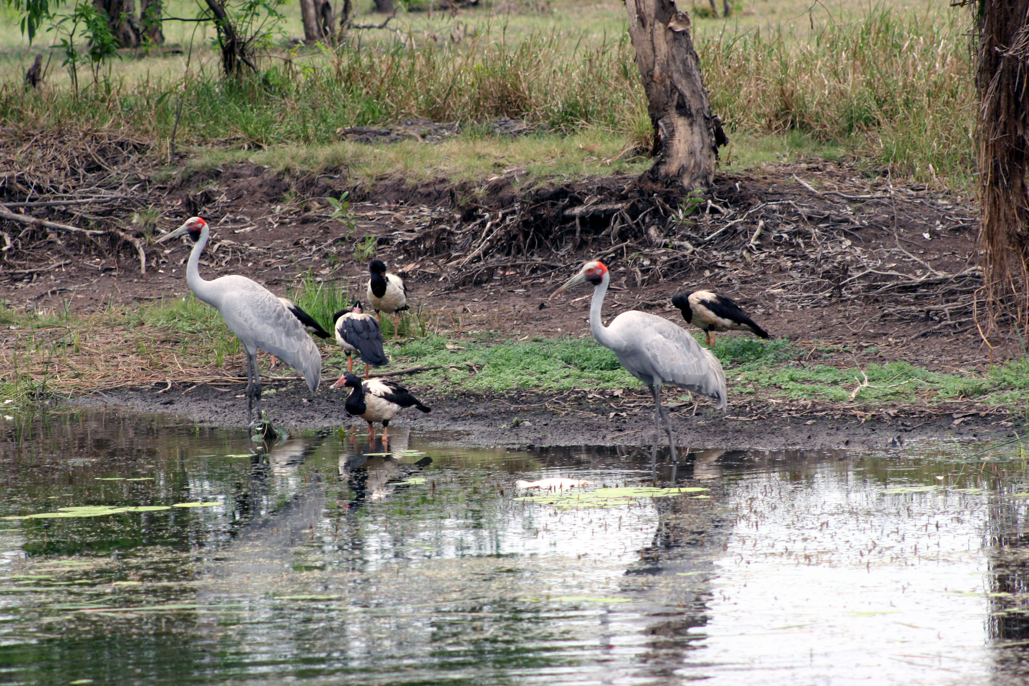 Image of magpie-goose