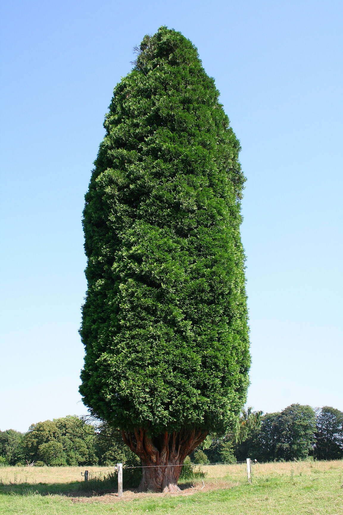 Image of Incense-cedar