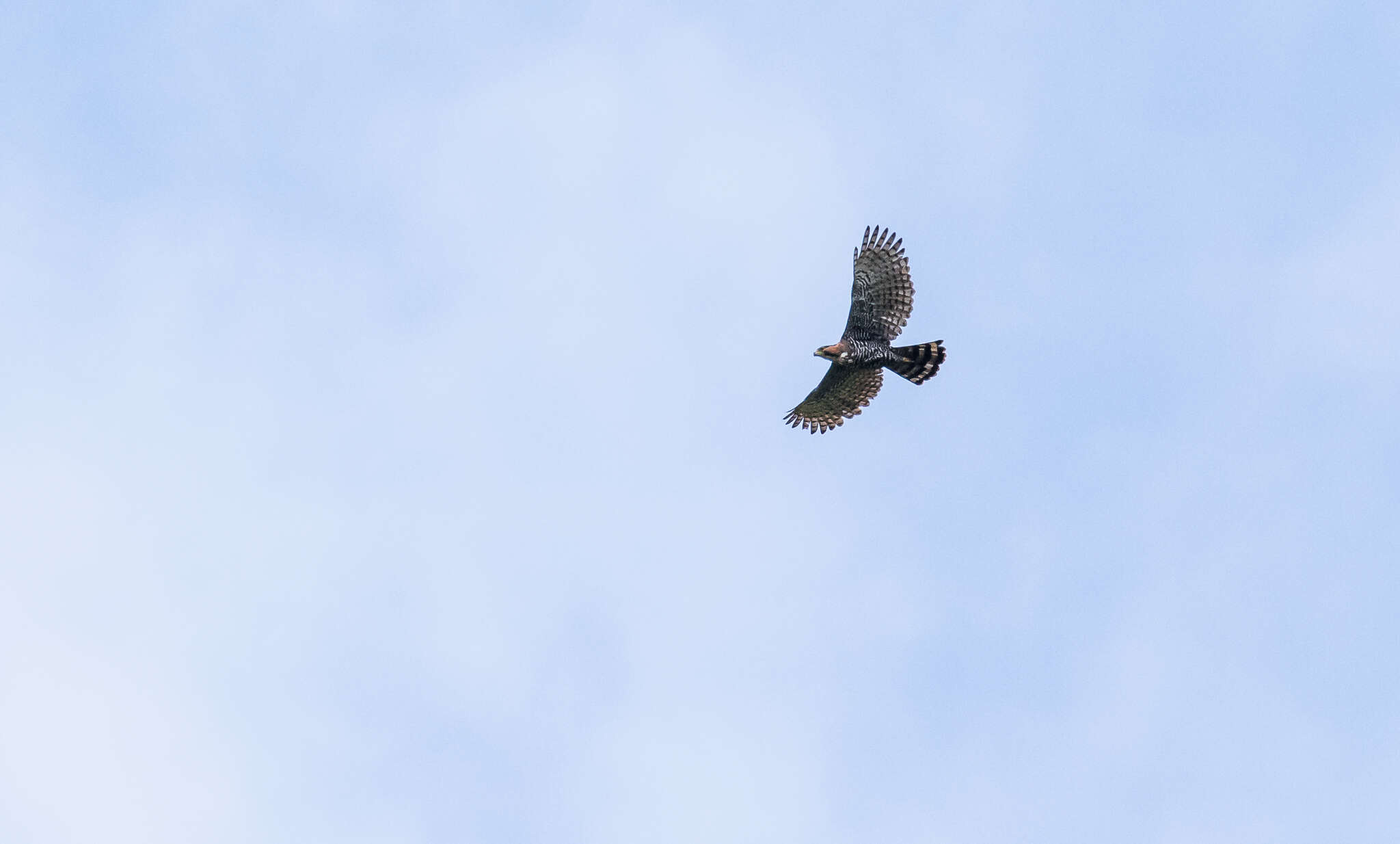 Spizaetus ornatus vicarius Friedmann 1935 resmi