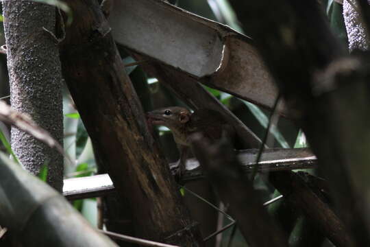 Image of Northern Tree Shrew