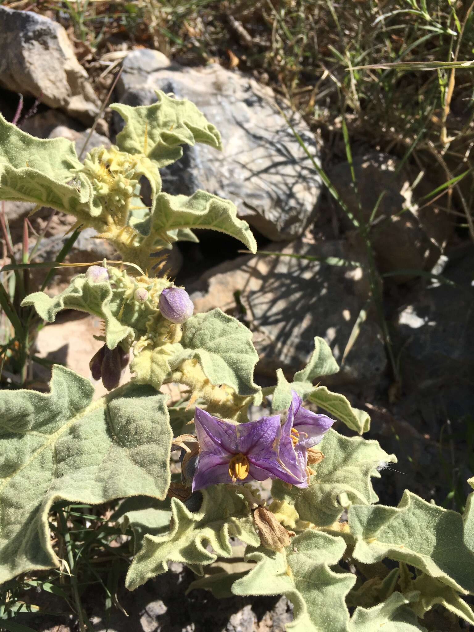 Image of nightshade