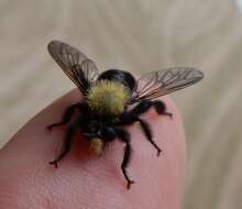 صورة Laphria flavicollis Say 1824