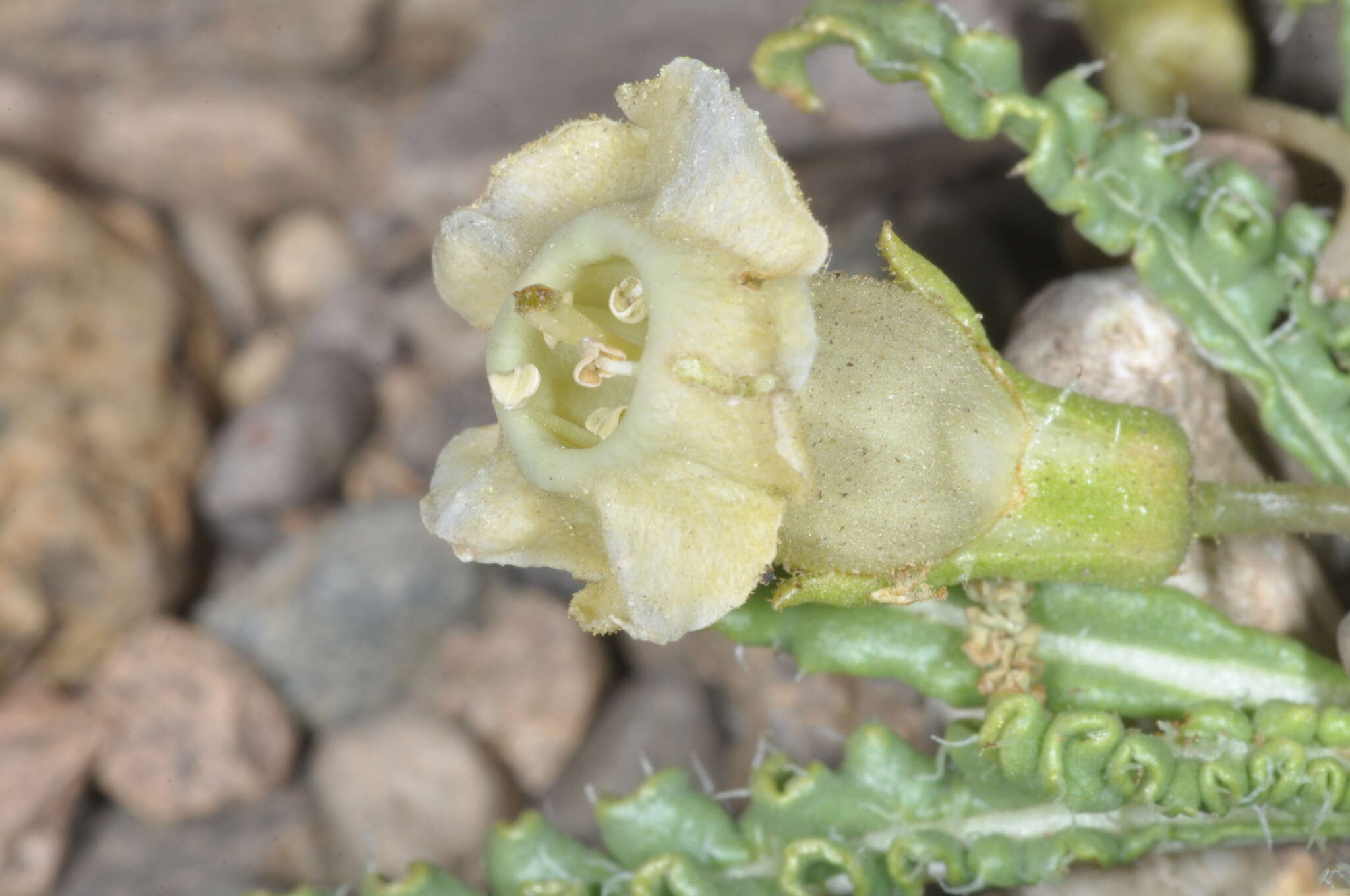 Image of Nicotiana acaulis Speg.