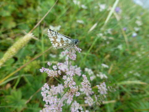 Image of large grizzled skipper