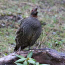 Image of Chestnut-throated Partridge