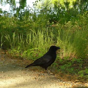 Image of Carrion Crow