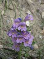 Image of fuzzytongue penstemon