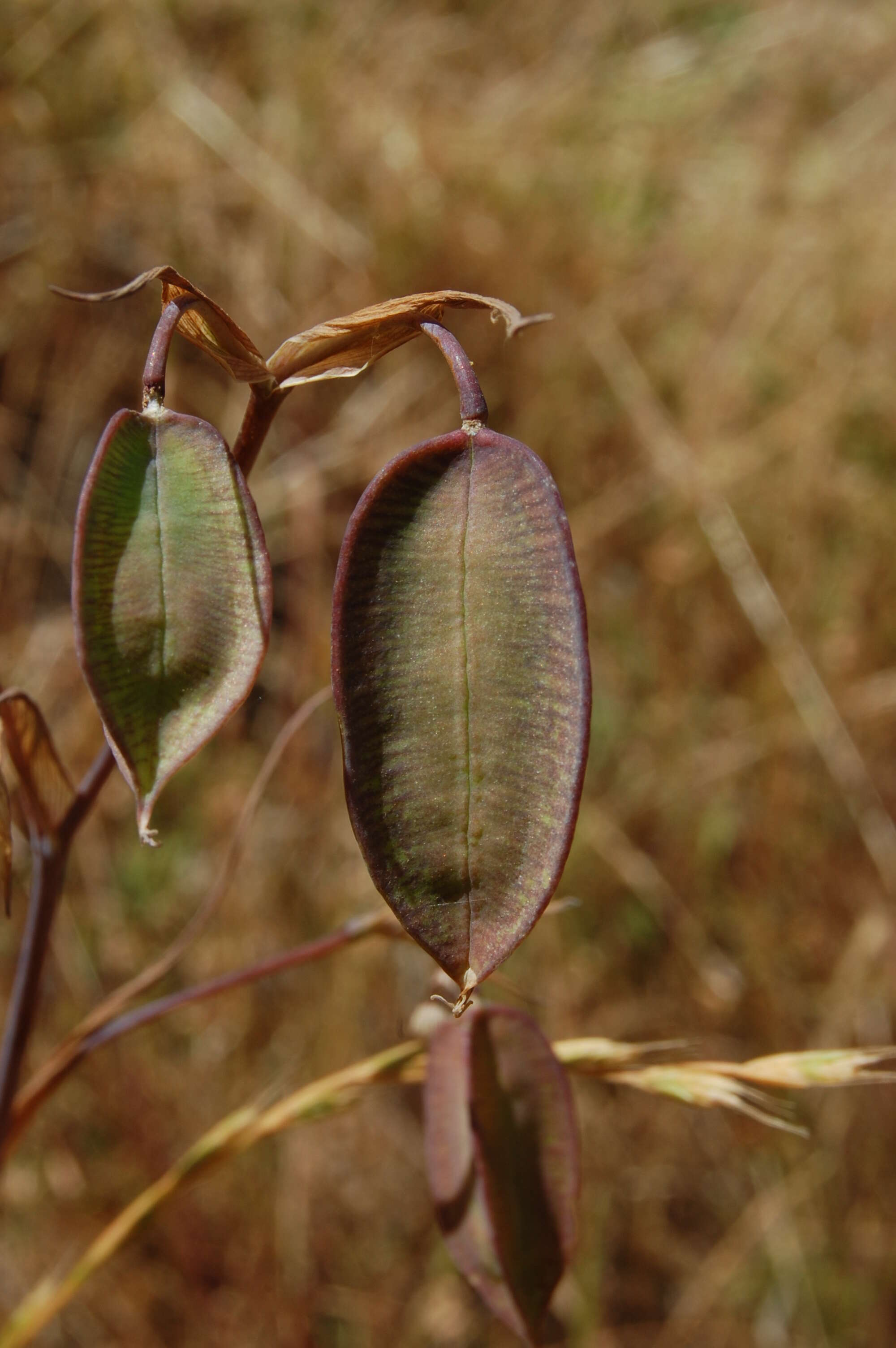 Imagem de Calochortus albus (Benth.) Douglas ex Benth.