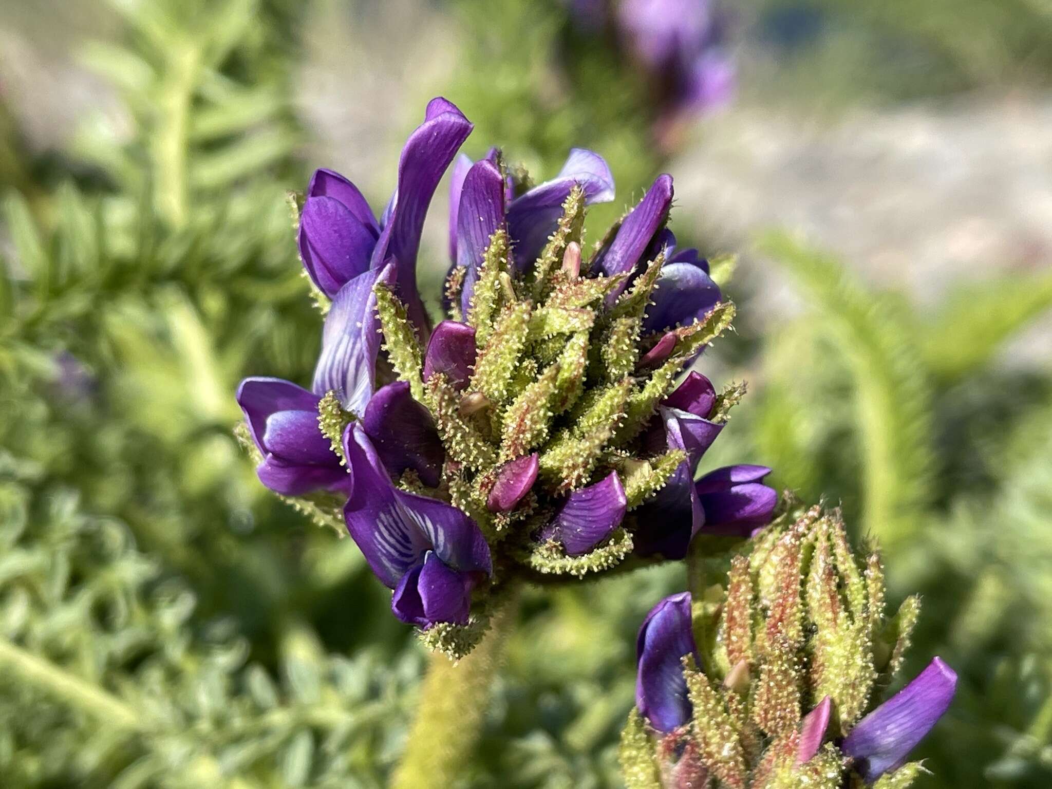 Image of Oxytropis pseudoglandulosa Grubov