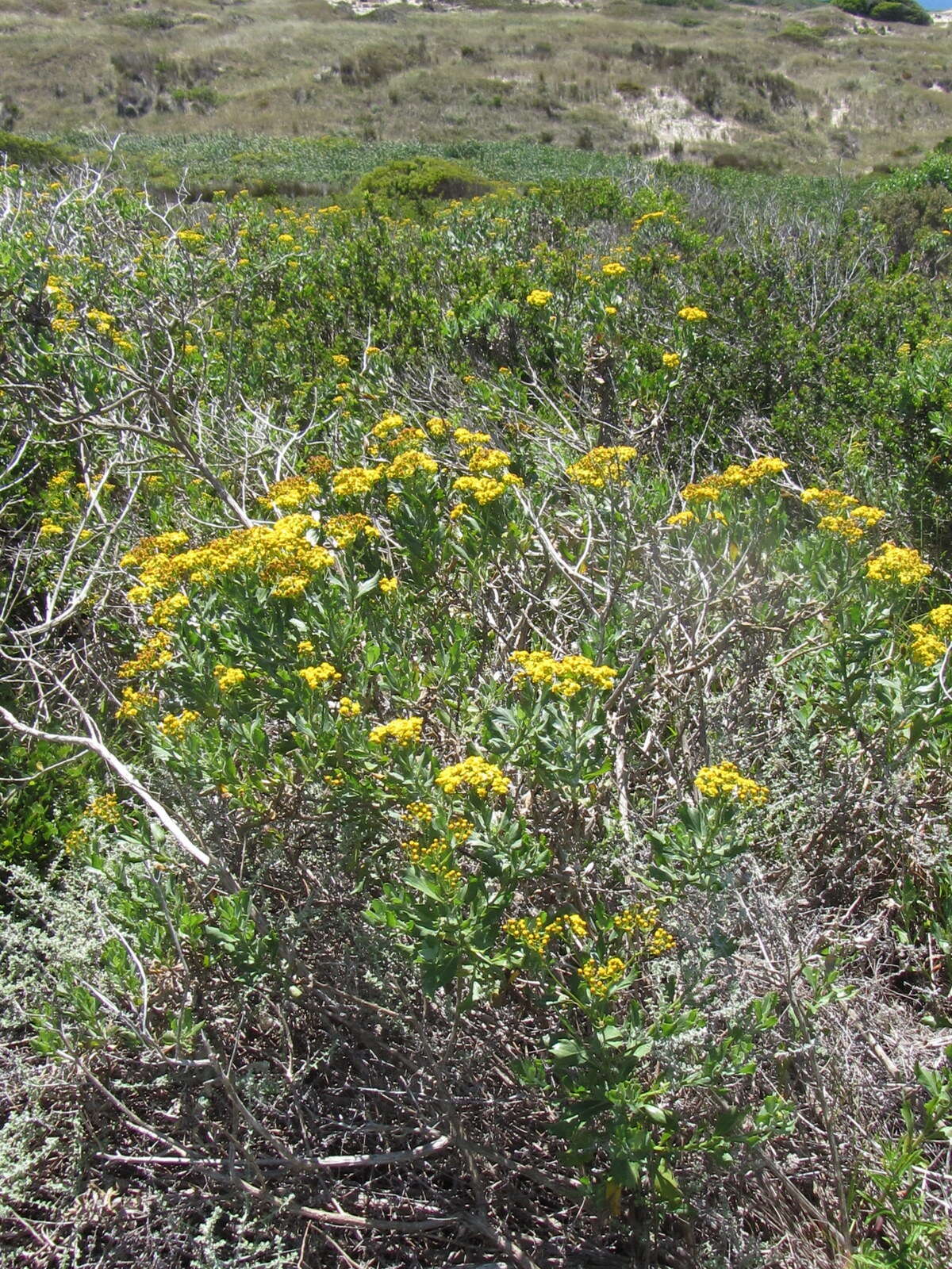 Imagem de Senecio halimifolius L.