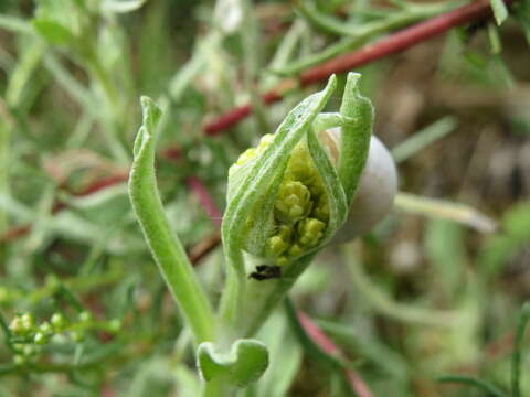 Image of strawflower