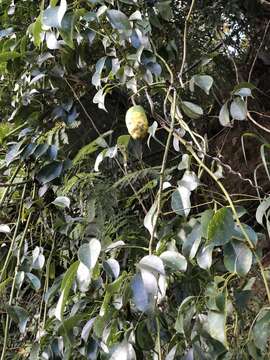 Image of Stauntonia obovatifoliola Hayata