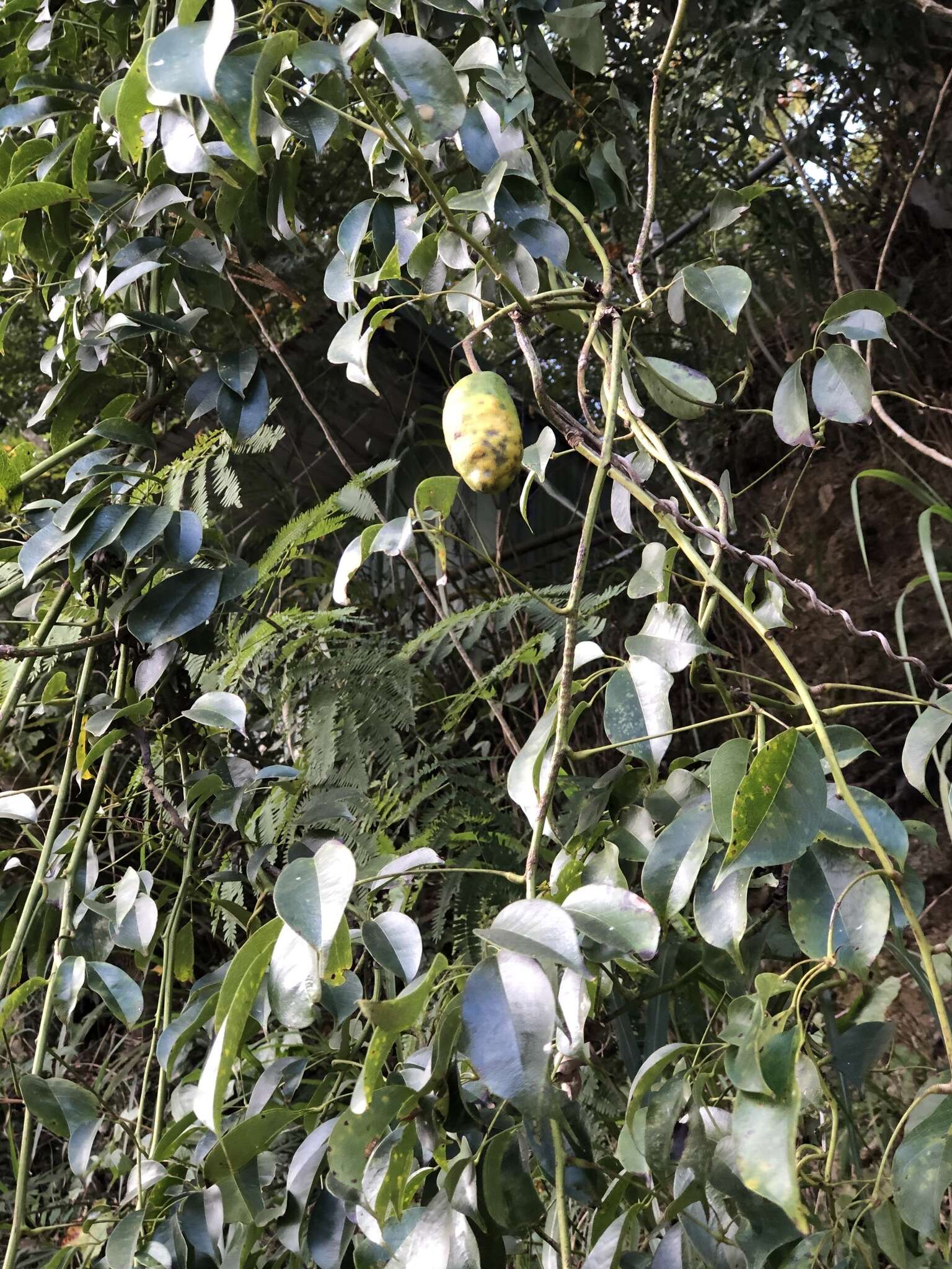 Imagem de Stauntonia obovatifoliola Hayata