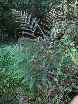 Image of Polystichum pungens (Kaulf.) C. Presl