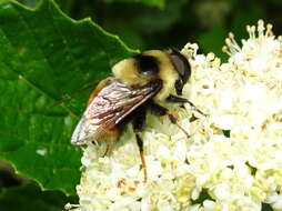 Imagem de Eristalis flavipes Walker 1849